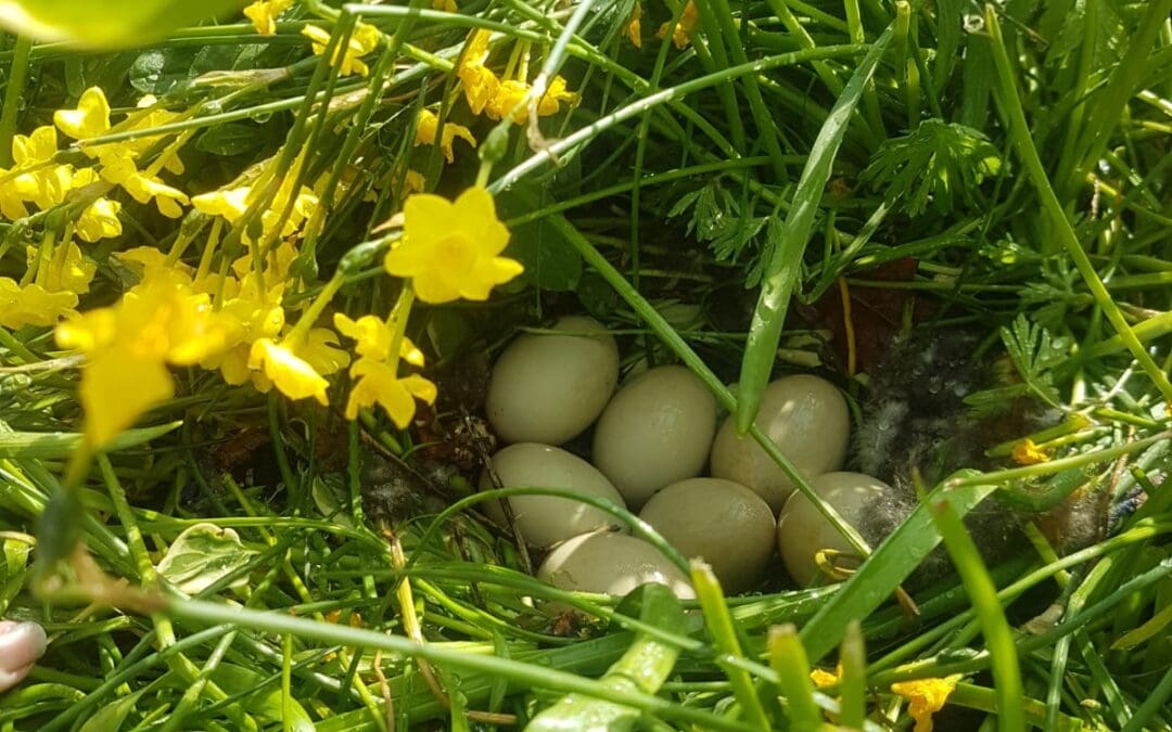 Wild Ducklings On the Way?!